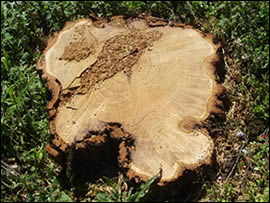 TAGLIO ALBERI, MEGLIO PREVENIRE CHE SOSTITUIRE …….. E GLI AMBIENTALISTI DOVE SONO?
