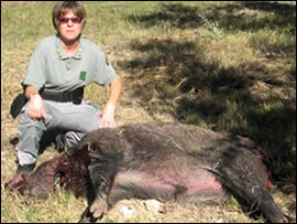 CATTURA UN CINGHIALE CON IL "LACCIO" E L'UCCIDE A COLPI DI SCURE. DENUNCIATO DAL CFS