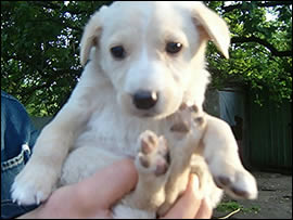 ANIMALI DOMESTICI, ASS. BONCOMPAGNI: NECESSITA UNA STRUTTURA SOVRACOMUNALE