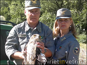 IL C.F.S. SALVA UN RARO ESEMPLARE DI "BIANCONE"