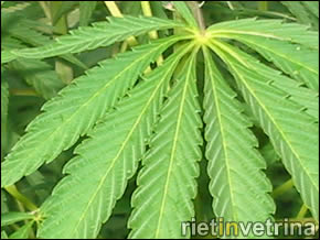 ARRESTATI DUE REATINI. COLTIVAVANO CANNABIS INDICA