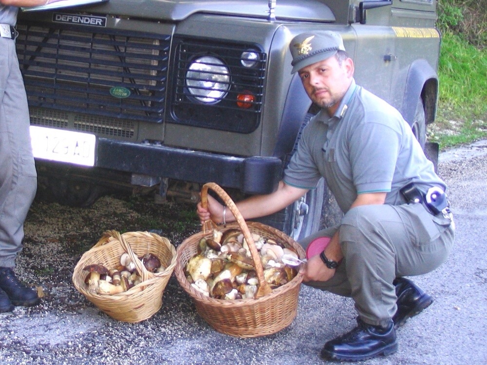In cerca di funghi senza tesserino. Sanzioni e sequestri