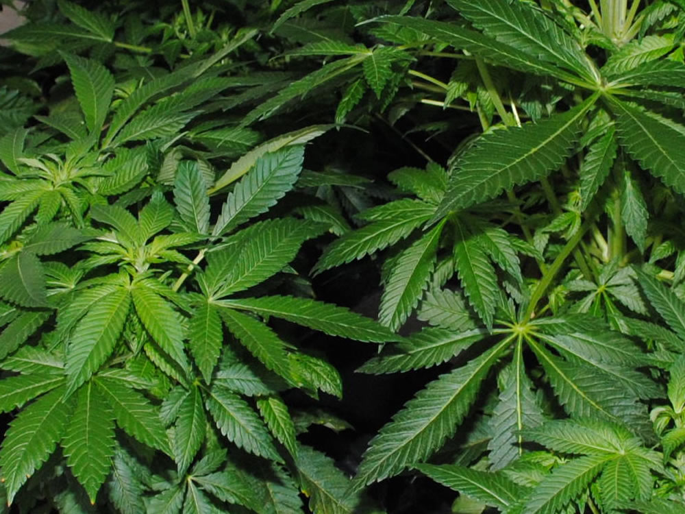 Marijuana fai da te per un giovane di Borgorose. Arrestato