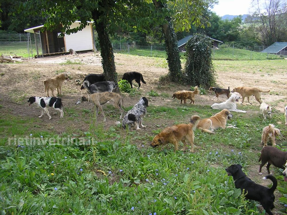 Su RAI2 il rifugio senza barriere per cani. Ospitati anche molti randagi di Rieti
