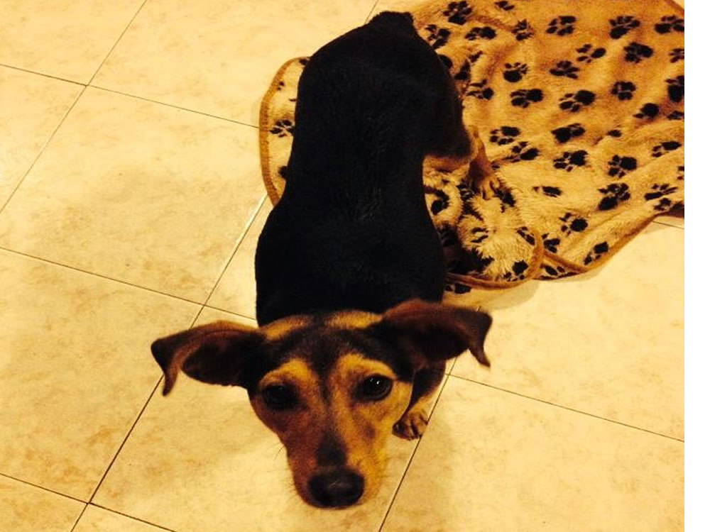 Cagnolina incinta vaga per Campoloniano. Cercasi stallo