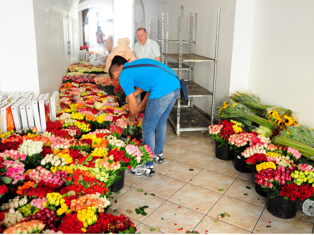 Consegnate 11.000 rose e altri fiori freschi per l'infiorata di Porta Romana