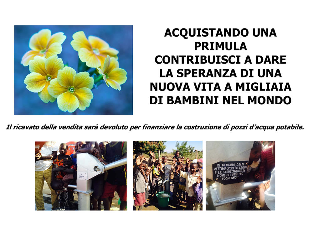 Sesta edizione di: UNA PRIMULA DI…VITA