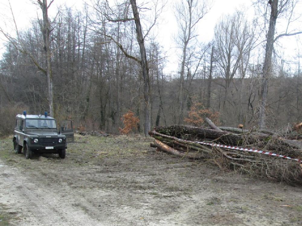 Taglia alberi nel Parco Nazionale Gran Sasso Monti della Laga. Denunciato dal CFS