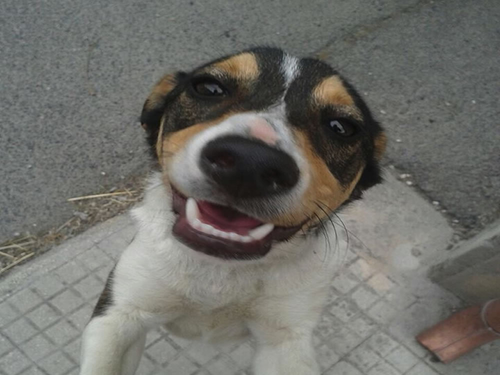 Trovato a Stimigliano. Forse smarrito