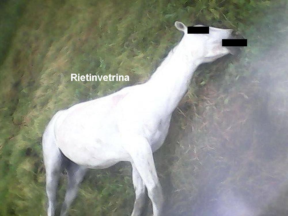 Una splendida cavalla è stata uccisa. E' mai possibile tanta crudeltà?