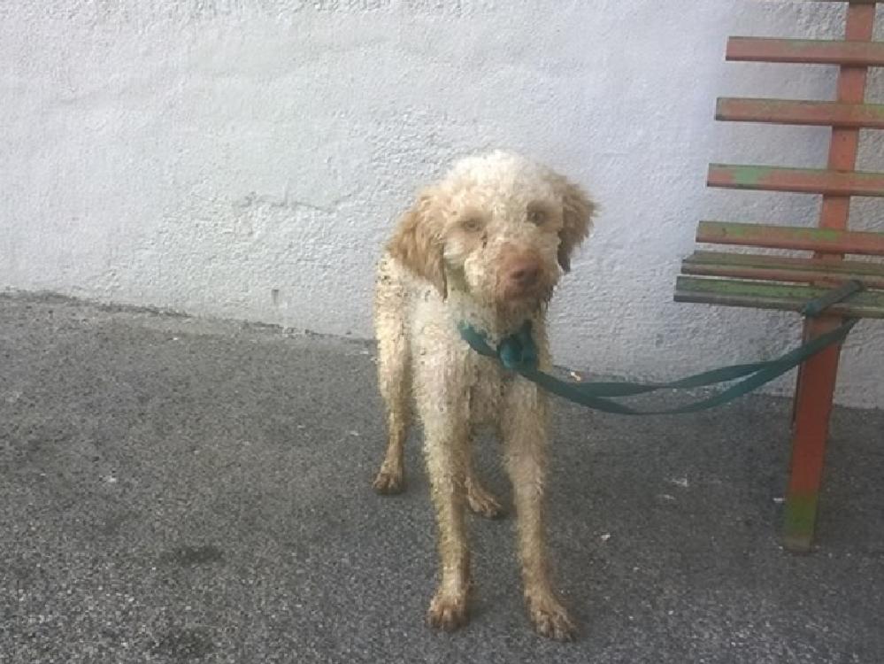 Cagnolino trovato a Chiesa Nuova, forse smarrito. Si cerca l'eventuale famiglia