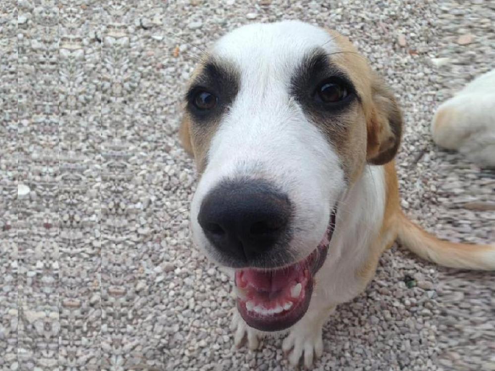 La cagnolina Nebbia è scomparsa dalla Piana Reatina. Qualcuno l'ha vista?
