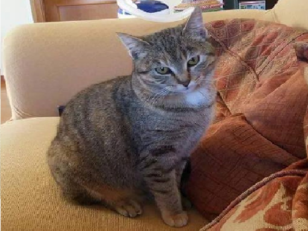 Federica: aiutatemi a ritrovare Briciola. Scomparsa a Vazia dallo scorso 11 maggio