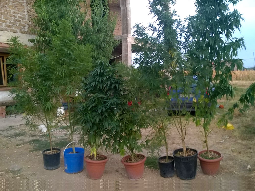 Coltivano marijuana nel giardino di casa. Arrestati padre e figlio