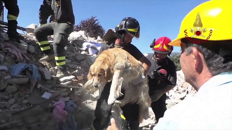 RIETINVIDEO – Golden Retriver dopo 9 giorni estratto vivo dalle macerie