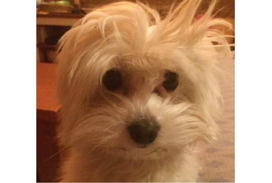 Dex è scomparso e la famiglia è disperata. Chi lo ha visto?