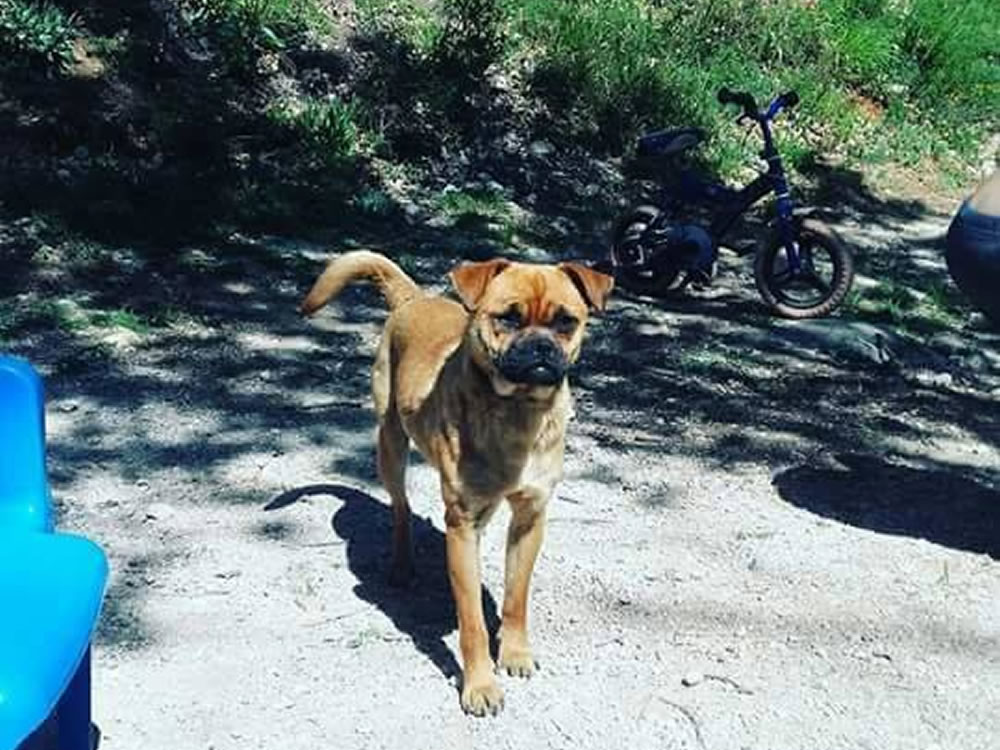 Tyson si è smarrito da Petrella Salto. Chi lo ha visto?
