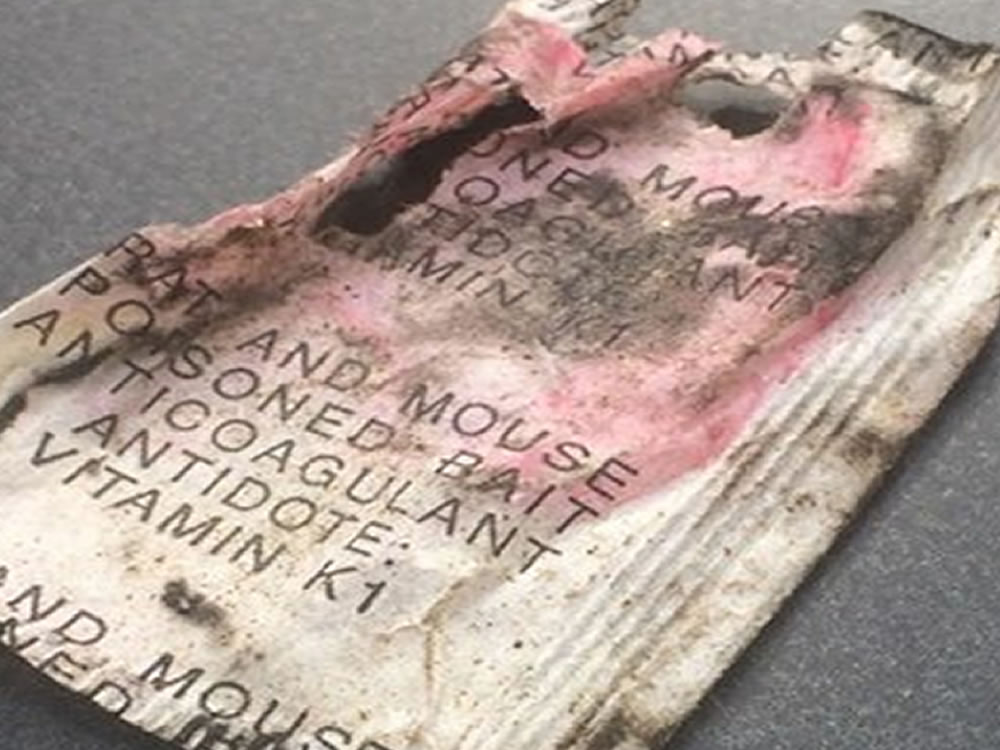 Trovato veleno per topi nella piazza di Poggio Mirteto. Pericolo per bambini e animali