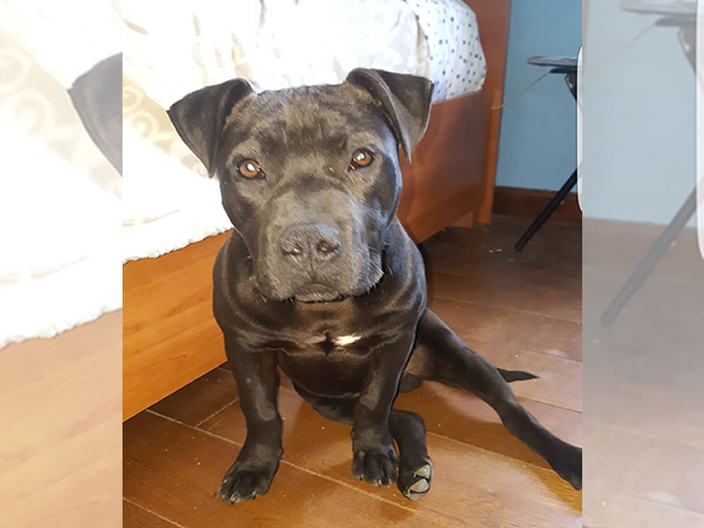 Cucciolo di Pit Bull scappato zona Piana Reatina. Aiutiamo la famiglia a ritrovarlo