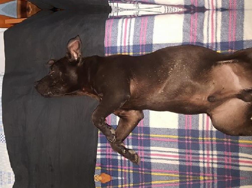 Cucciolo di Pit Bull ritrovato. Sta bene