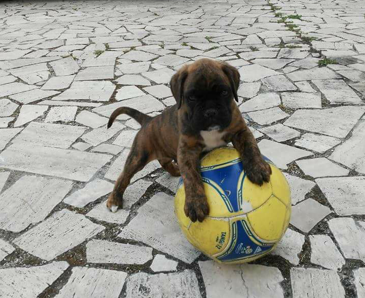 Cucciolo rubato in via A.M. Ricci. La famiglia è disperata