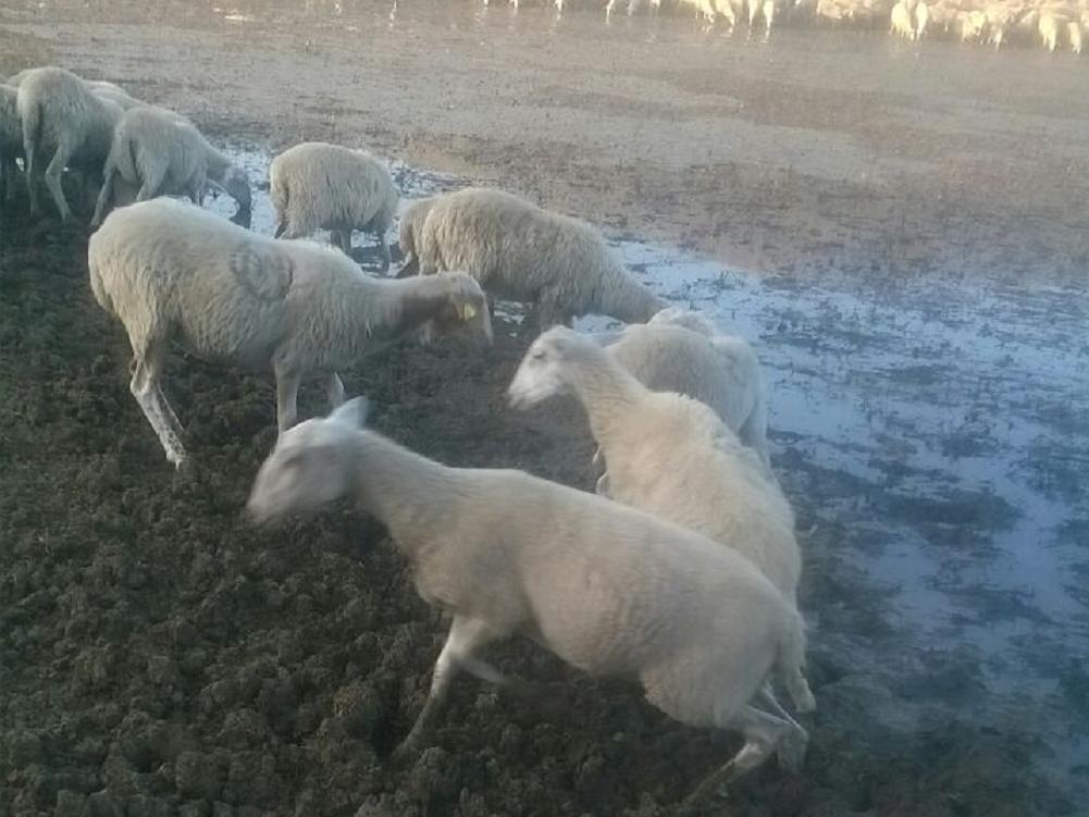 Rieti, allarme caldo. Centinaia gli animali morti