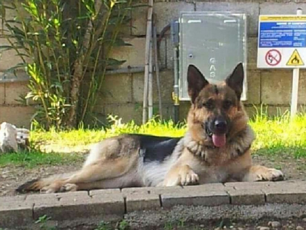 Sasha si è smarrita da Passo Corese. Qualcuno l’ha vista?