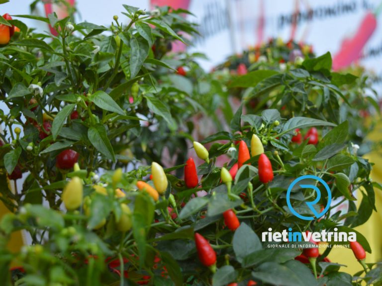 Il 1° settembre inaugurazione Fiera del Peperoncino 2021 – PROGRAMMA PRIMA GIORNATA