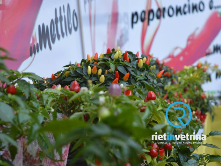 Fiera Mondiale Peperoncino -PROGRAMMA DI SABATO 27 AGOSTO