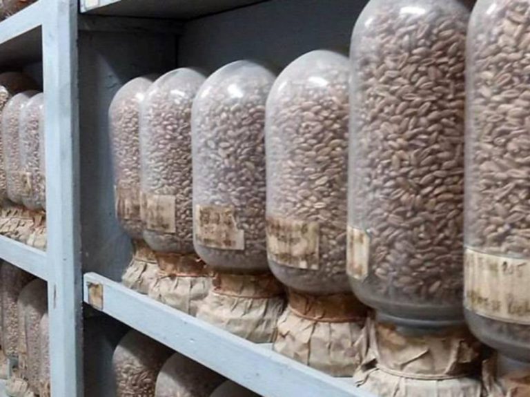 Cheli: L’ex Istituto della Cerealicoltura “Strampelli” di Campomoro è in totale stato di abbandono