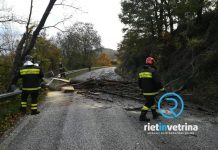 Maltempo, interventi dei VVF per ripristino viabilità su strade invase da rami ed alberi
