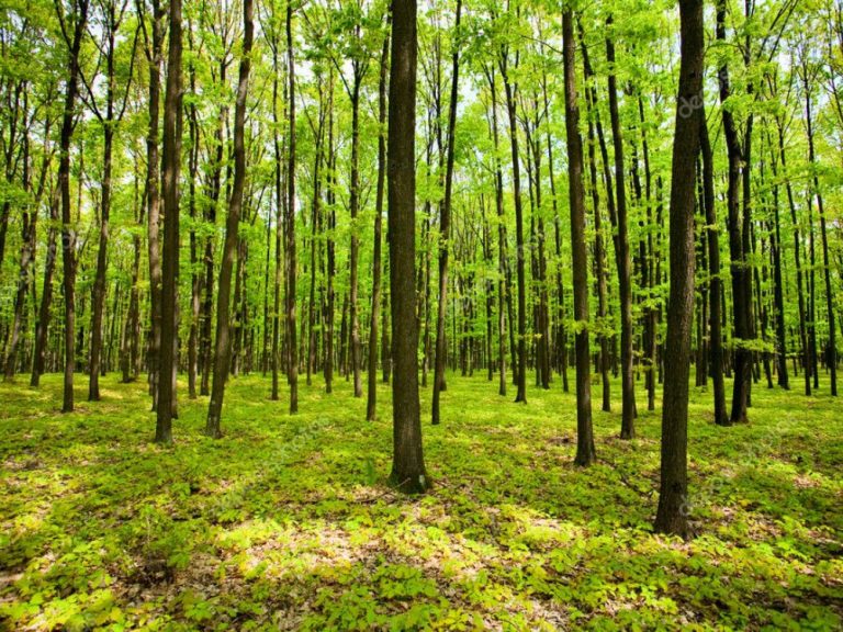 Bioeconomia rigenerativa per le aree interne: convegno il 18 novembre