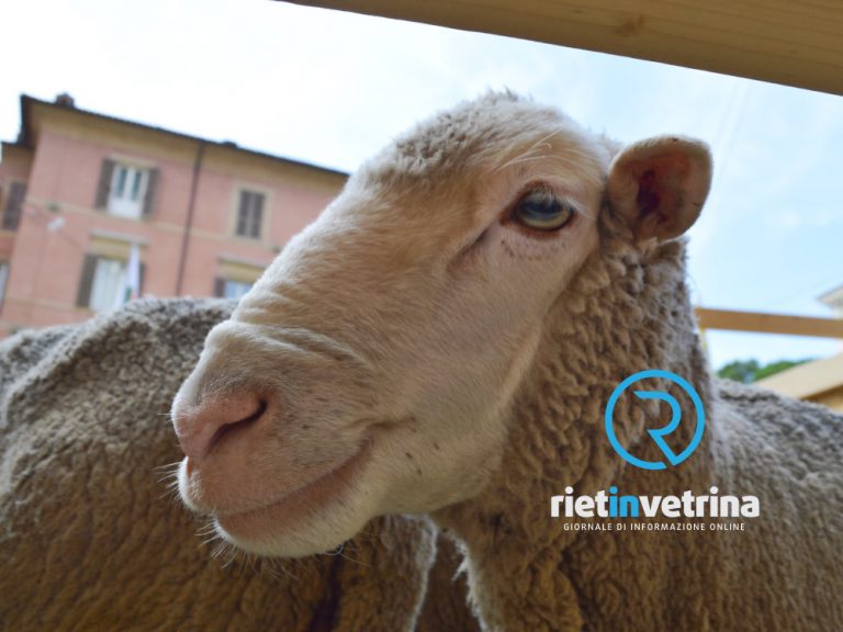 Blue Tongue, Coldiretti: “Necessario intervento dell’assessore Righini al Tavolo di Crisi del Lazio”