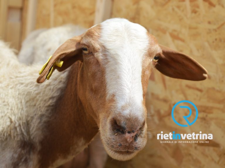 Latte ovicaprino, Coldiretti Lazio: “Servono subito misure straordinarie per evitare la crisi del settore”