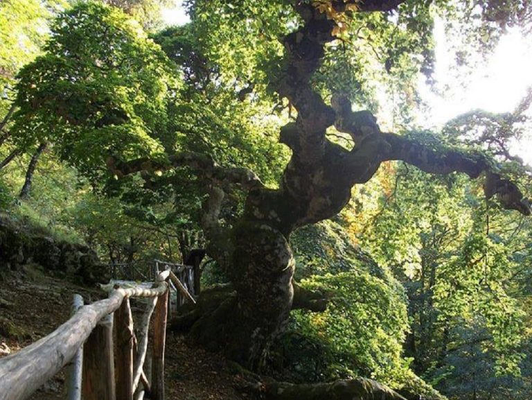 Il Faggio di San Francesco di Rivodutri protagonista a Linea Verde Estate