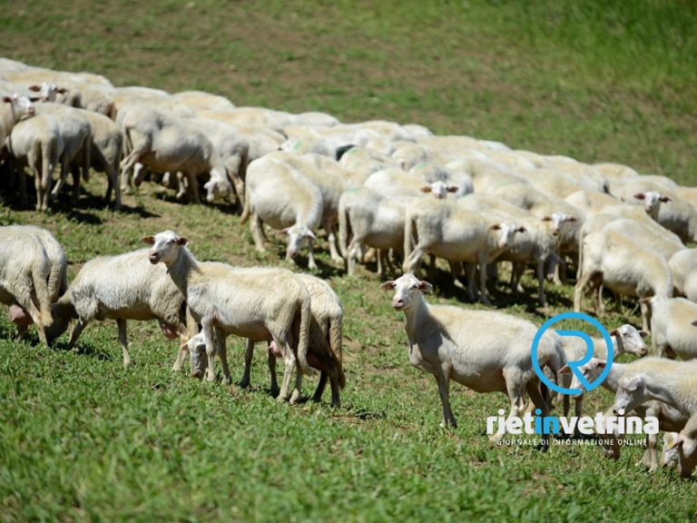 Nelli: “Attenzione, la nostra acqua e i nostri allevamenti sono in pericolo!”