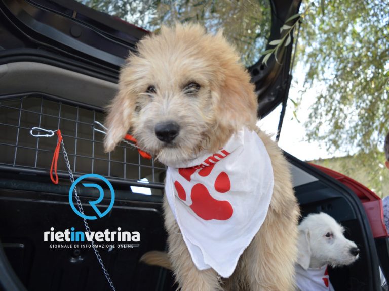 Canile Rieti, la Giunta approva la separazione delle funzioni “rifugio” e “sanitario” e gli indirizzi per la futura gestione
