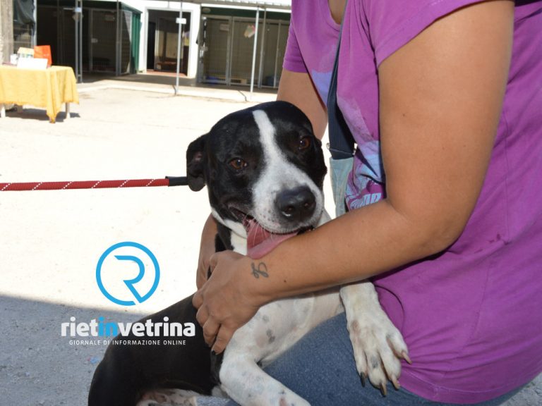 Alla manifestazione del 22 marzo in viale Morroni anche i cani del Canile di Rieti