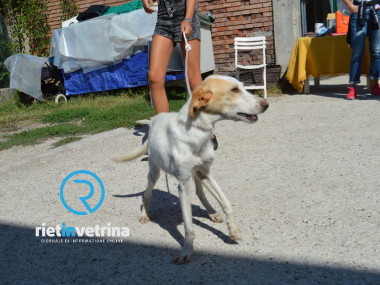 Canile Sanitario Rieti, Sinibaldi: “Benessere animali è priorità. Il rispetto delle Autorità è la garanzia”