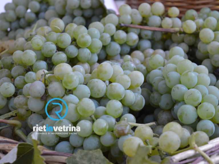 Frutta estiva, aumento costi di produzione e calo dei consumi. ConfAgricoltura: “Comparto minacciato”