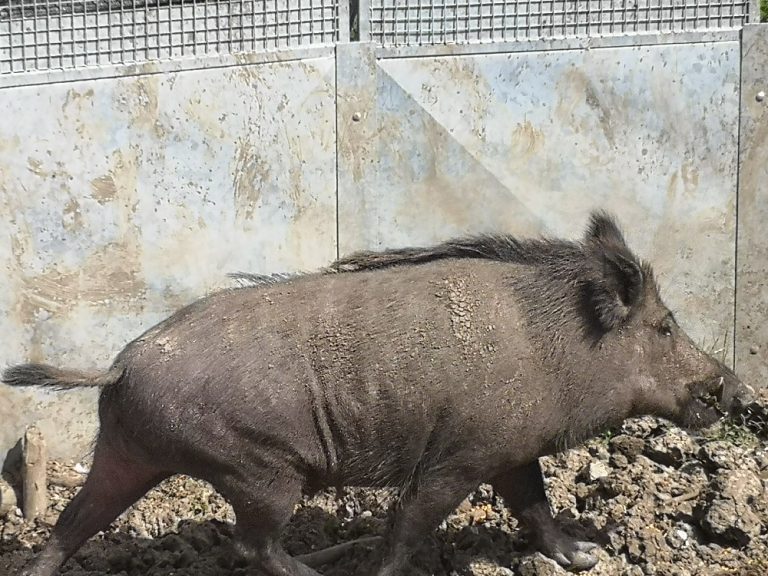 Rocca e Righini: “Nuove misure di contenimento della fauna selvatica”