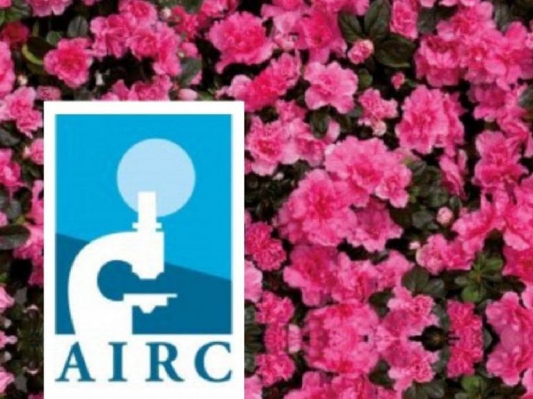 L’Azalea della Ricerca AIRC sboccia in oltre 3.500 piazze per la salute delle donne