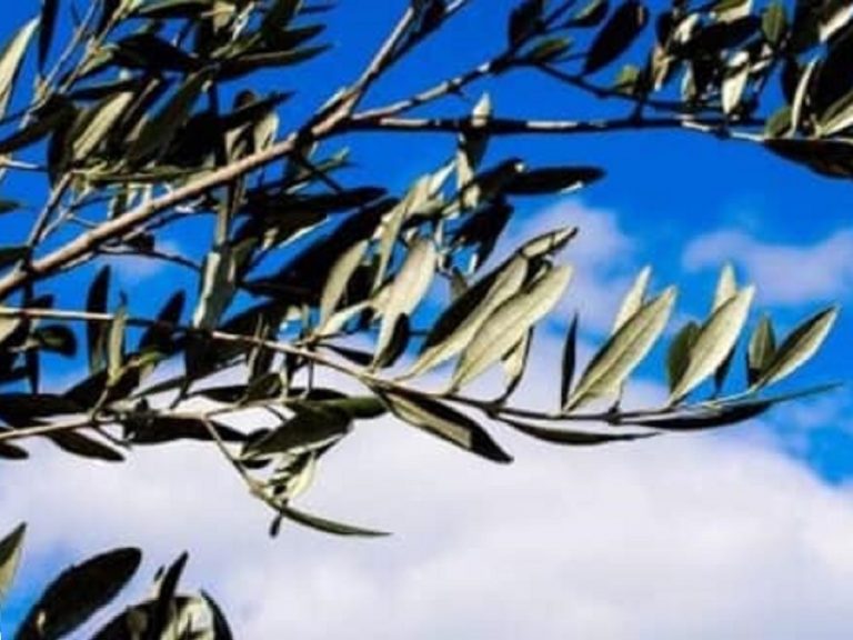 Buona Domenica delle Palme da Rietinvetrina