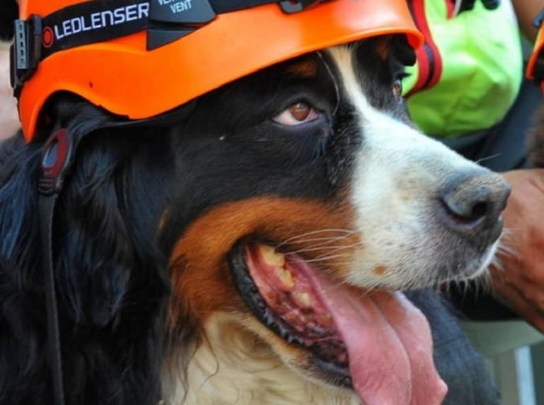 Torna a Rieti “Il Cammino per gli animali”