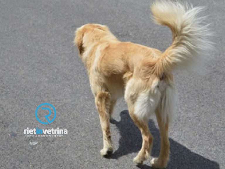 Segnalati probabili bocconi avvelenati a Porta d’Arce