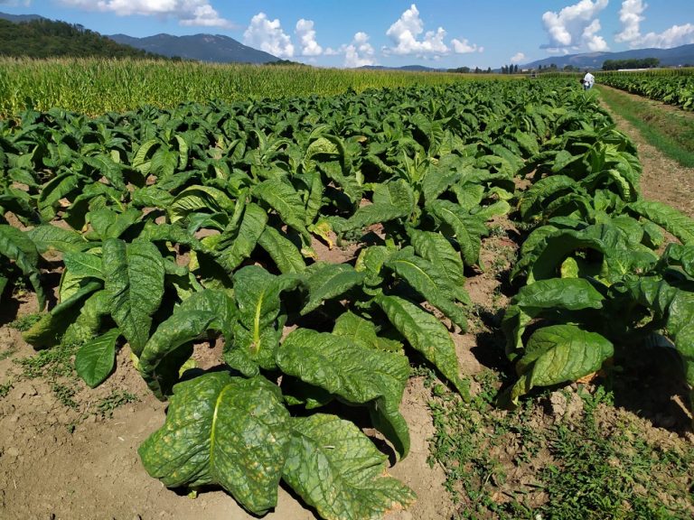 Coltivazione tabacco, inizia la fase operativa. Comune di Rieti mette a disposizione terreni