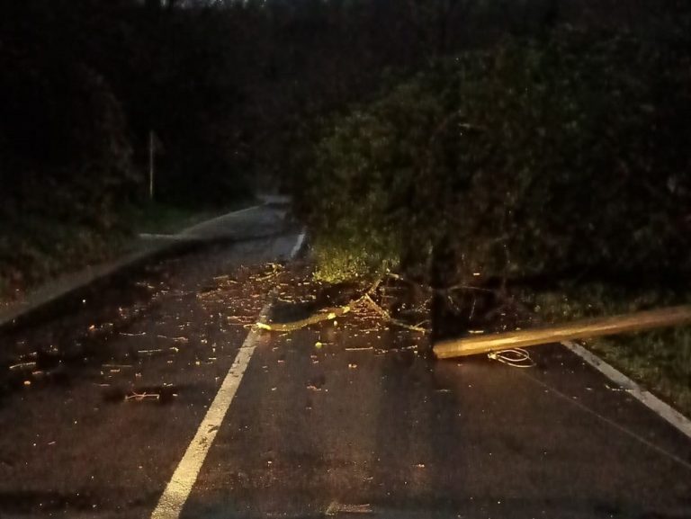 Sabina, strada interrotta tra Ponte Sfondato e Colonnetta per caduta albero