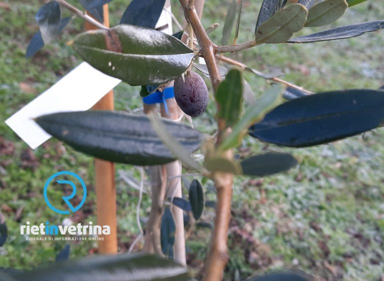 Bioeconomia per le aree interne: webinar gratuito l’8 settembre