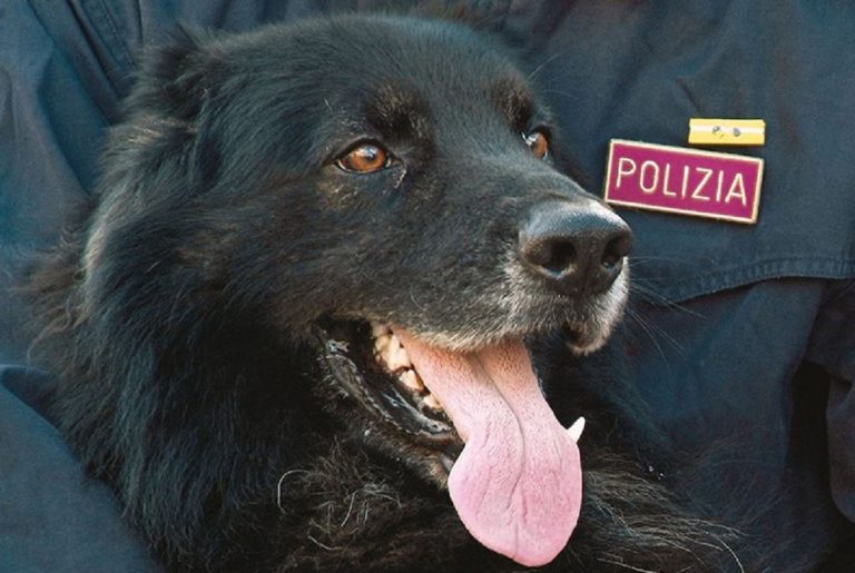 Cani intercettano 25grammi di cocaina. Parente di un detenuto li avrebbe fatti entrare nel Carcere di Rieti