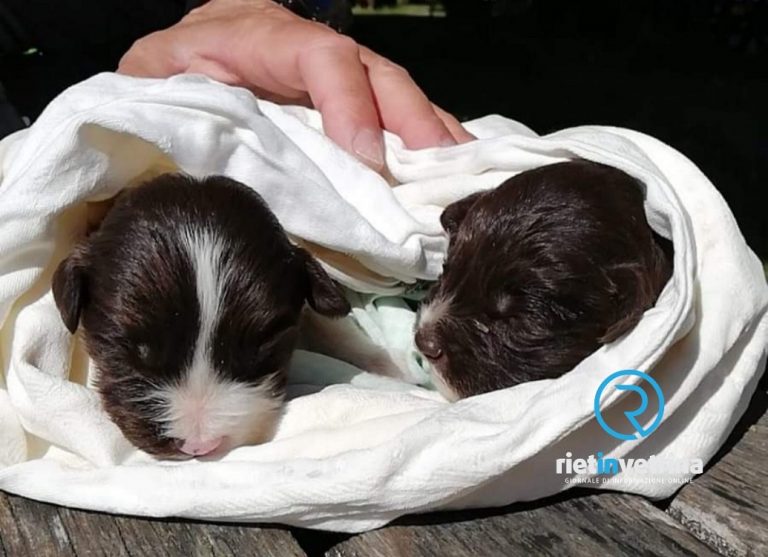 Ragazzi si gettano in acqua per salvare questi cuccioli alle Sorgenti di Santa Susanna